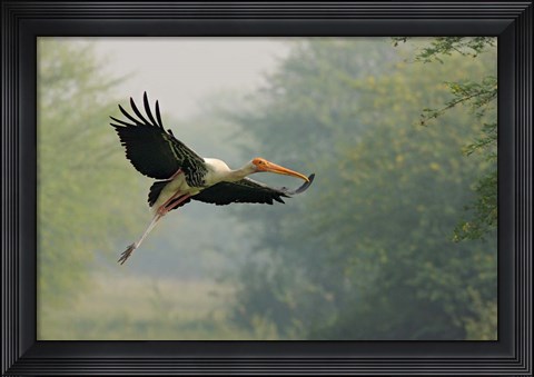 Framed Painted Stork in flight, Keoladeo National Park, India Print