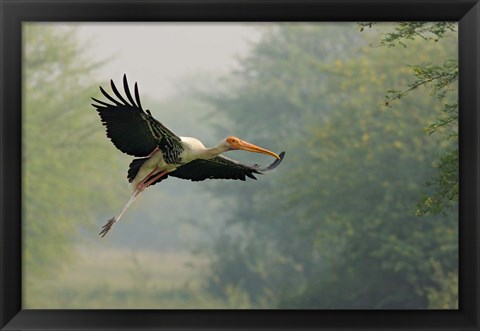 Framed Painted Stork in flight, Keoladeo National Park, India Print