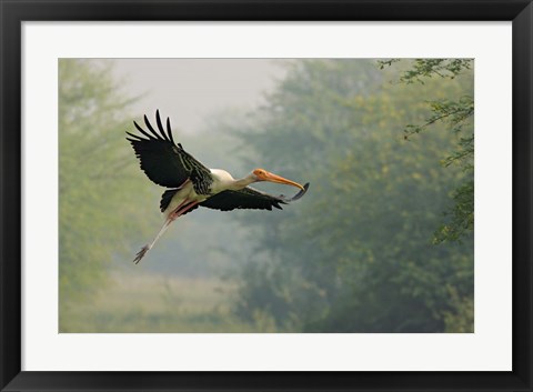 Framed Painted Stork in flight, Keoladeo National Park, India Print
