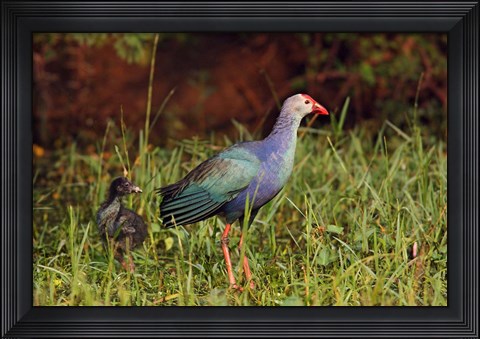 Framed Purple Moorhen and young birds, Keoladeo NP, India Print