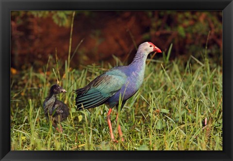 Framed Purple Moorhen and young birds, Keoladeo NP, India Print