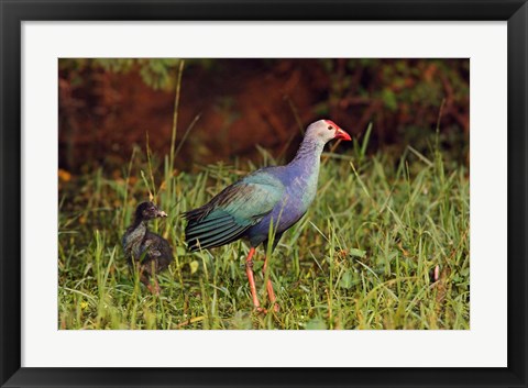 Framed Purple Moorhen and young birds, Keoladeo NP, India Print