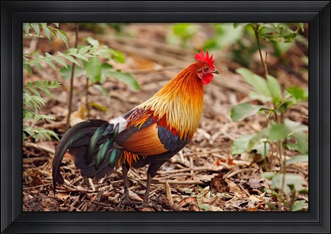 Framed Red Jungle Fowl, Corbett National Park, India Print