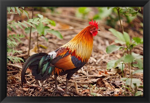 Framed Red Jungle Fowl, Corbett National Park, India Print