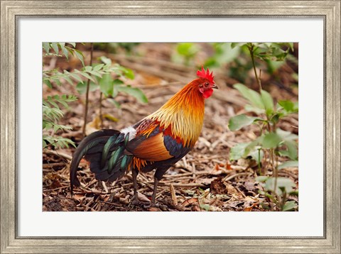 Framed Red Jungle Fowl, Corbett National Park, India Print