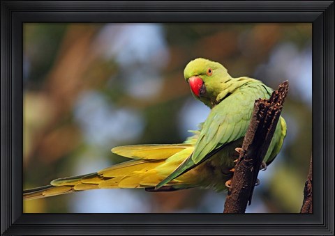 Framed Roseringed Parakeet tropical bird, Keoladeo NP, India Print