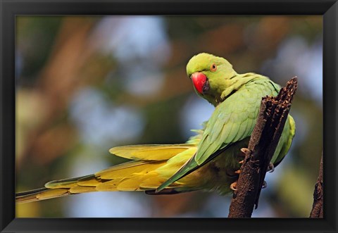 Framed Roseringed Parakeet tropical bird, Keoladeo NP, India Print