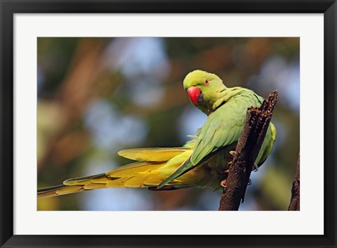 Framed Roseringed Parakeet tropical bird, Keoladeo NP, India Print