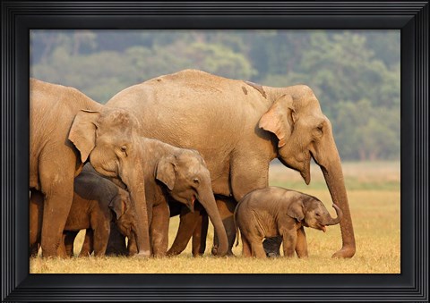 Framed Royal Bengal Tiger Watching, Ranthambhor National Park, India Print