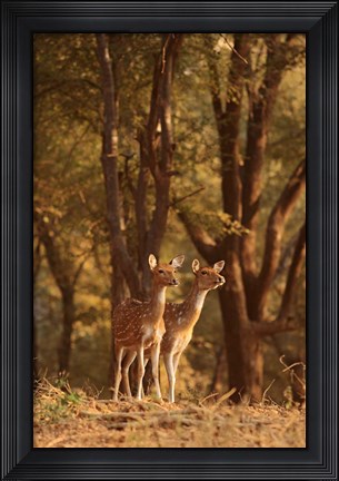 Framed Spotted Deers watching Tiger, Ranthambhor NP, India Print