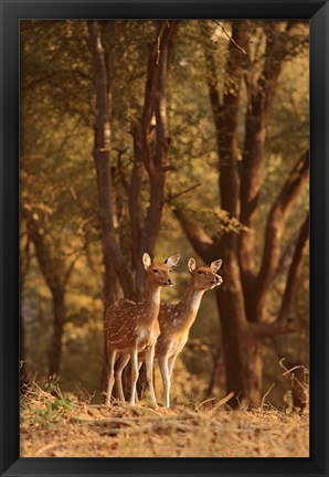 Framed Spotted Deers watching Tiger, Ranthambhor NP, India Print