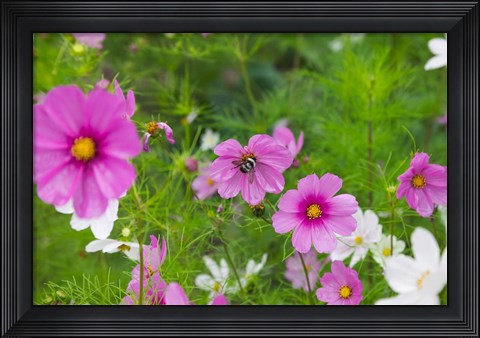 Framed Meadow Flowers, Ladakh, India Print
