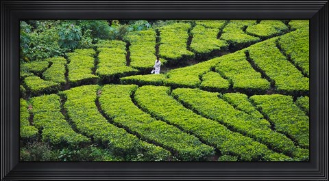 Framed Tea Plantation, Kerala, India Print