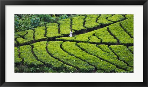 Framed Tea Plantation, Kerala, India Print