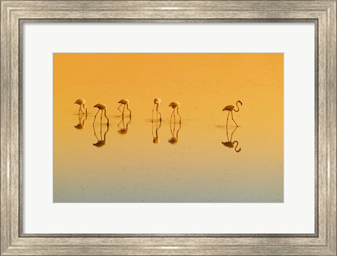 Framed Lesser Flamingos on the Lake, Udaipur, Rajasthan, India Print