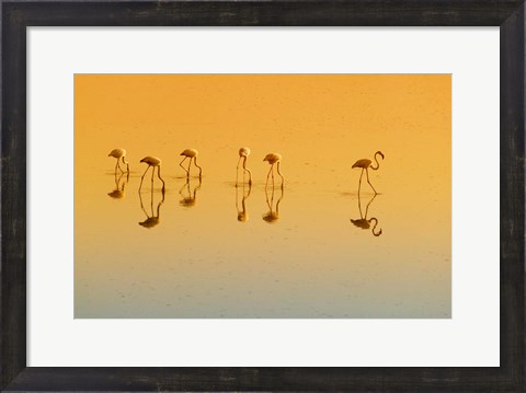 Framed Lesser Flamingos on the Lake, Udaipur, Rajasthan, India Print