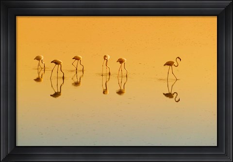 Framed Lesser Flamingos on the Lake, Udaipur, Rajasthan, India Print