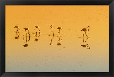 Framed Lesser Flamingos on the Lake, Udaipur, Rajasthan, India Print