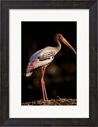 Framed Painted Stork, Bharatpur, Keoladeo National Park, Rajasthan, India Print