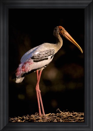 Framed Painted Stork, Bharatpur, Keoladeo National Park, Rajasthan, India Print