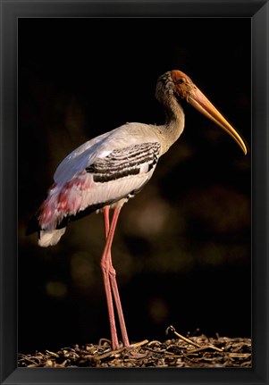 Framed Painted Stork, Bharatpur, Keoladeo National Park, Rajasthan, India Print