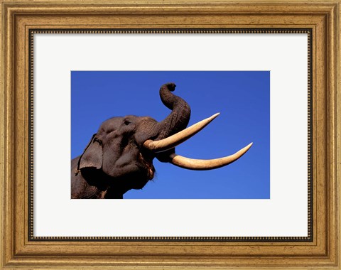 Framed Indian Elephant, Kaziranga National Park, Assam, India Print