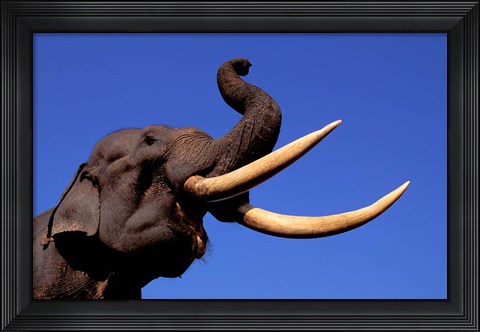 Framed Indian Elephant, Kaziranga National Park, Assam, India Print