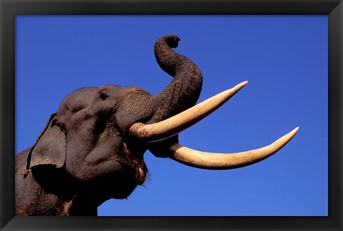 Framed Indian Elephant, Kaziranga National Park, Assam, India Print