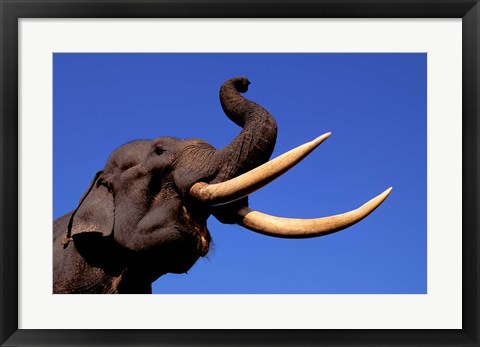 Framed Indian Elephant, Kaziranga National Park, Assam, India Print