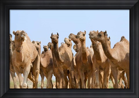 Framed Camels in the desert, Pushkar, Rajasthan, India Print