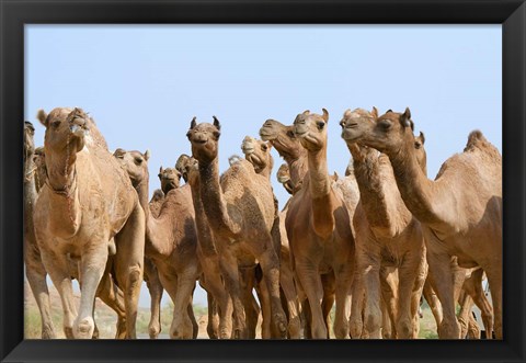 Framed Camels in the desert, Pushkar, Rajasthan, India Print