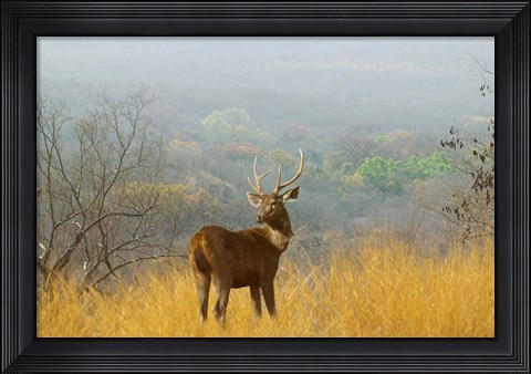 Framed Sambar Deer in Ranthambore National Park, Rajasthan, India Print