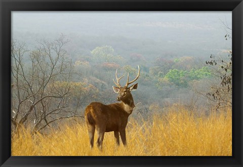 Framed Sambar Deer in Ranthambore National Park, Rajasthan, India Print