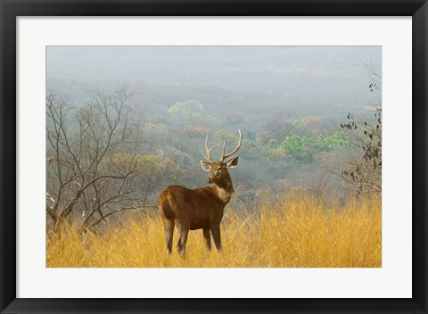 Framed Sambar Deer in Ranthambore National Park, Rajasthan, India Print