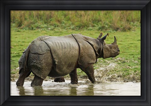Framed One-horned Rhinoceros, coming out of jungle pond, Kaziranga NP, India Print