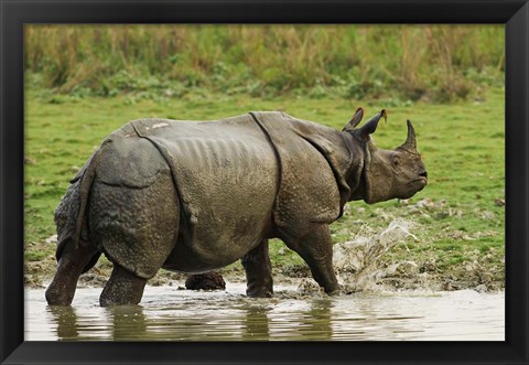 Framed One-horned Rhinoceros, coming out of jungle pond, Kaziranga NP, India Print