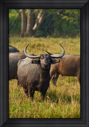 Framed Wild Buffalo in the grassland, Kaziranga National Park, India Print