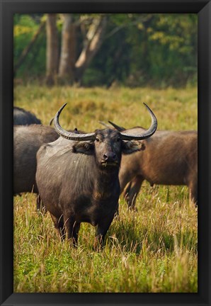 Framed Wild Buffalo in the grassland, Kaziranga National Park, India Print