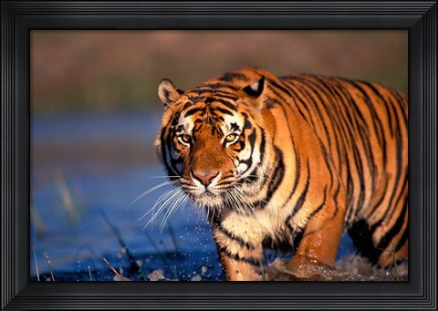 Framed Bengal Tiger, India Print