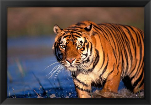 Framed Bengal Tiger, India Print