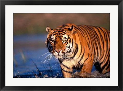 Framed Bengal Tiger, India Print