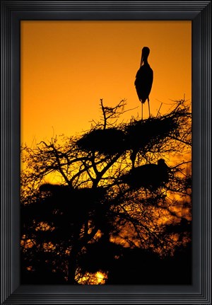 Framed Silhouette of Painted Stork, Keoladeo National Park, Rajasthan, India Print
