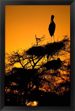 Framed Silhouette of Painted Stork, Keoladeo National Park, Rajasthan, India Print