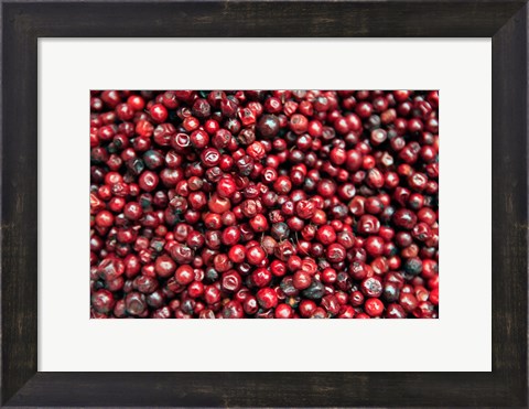 Framed Asia, India, Darjeeling. Red berries, Fresh Fruits Print