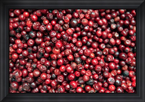 Framed Asia, India, Darjeeling. Red berries, Fresh Fruits Print