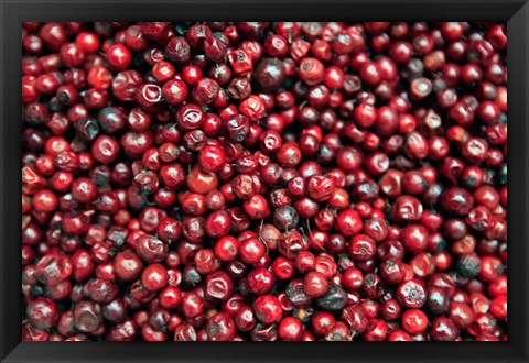 Framed Asia, India, Darjeeling. Red berries, Fresh Fruits Print