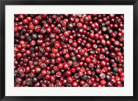 Framed Asia, India, Darjeeling. Red berries, Fresh Fruits Print