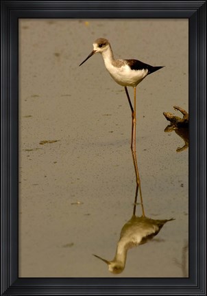 Framed Black-winged stilt bird, Keoladeo Ghana Sanctuary, INDIA Print