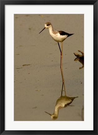 Framed Black-winged stilt bird, Keoladeo Ghana Sanctuary, INDIA Print