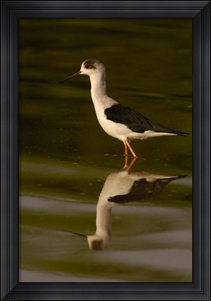 Framed Black-winged stilt bird, INDIA Print